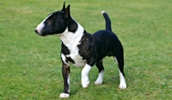 Miniature Bull Terrier Information, Bilder, Preis