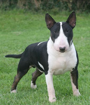 Miniature Bull Terrier Information, Bilder, Preis