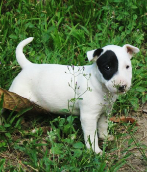 Miniature Bull Terrier Information, Bilder, Preis