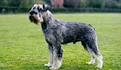 Mittelschnauzer Information, Bilder, Preis