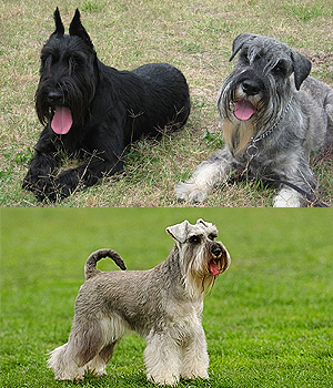 Mittelschnauzer Information, Bilder, Preis