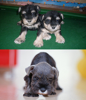 Mittelschnauzer Information, Bilder, Preis