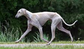 Mudhol Hound Information, Bilder, Preis