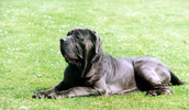 Neapolitan Mastiff Information, Bilder, Preis