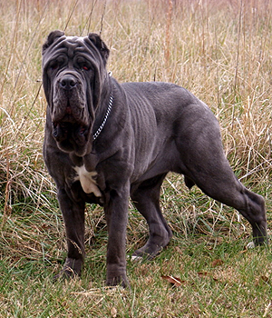 Neapolitan Mastiff Information, Bilder, Preis