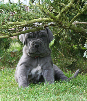 Neapolitan Mastiff Information, Bilder, Preis