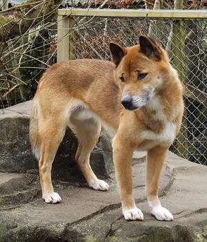 Neuguinea Dingo Information, Bilder, Preis