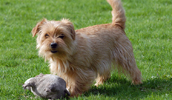 Norfolk Terrier Information, Bilder, Preis