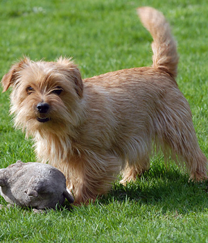 Norfolk Terrier Information, Bilder, Preis