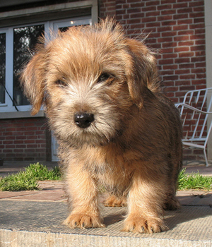 Norfolk Terrier Information, Bilder, Preis