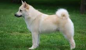 Norwegischer Buhund Information, Bilder, Preis