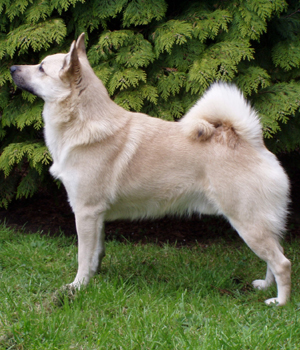 Norwegischer Buhund Information, Bilder, Preis