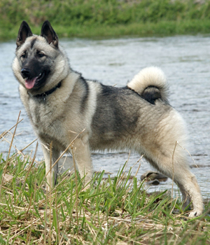 Norwegischer Elchhund grau Information, Bilder, Preis