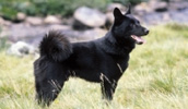 Norwegischer Elchhund schwarz Information, Bilder, Preis