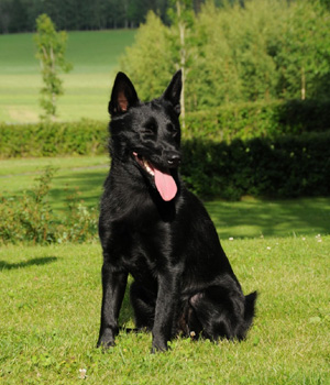 Norwegischer Elchhund schwarz Information, Bilder, Preis