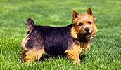 Norwich Terrier Information, Bilder, Preis