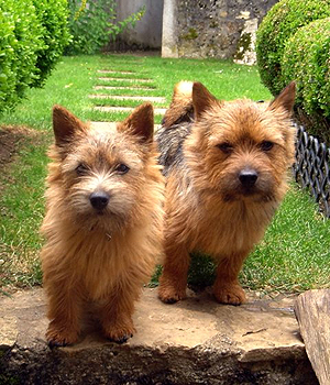 Norwich Terrier Information, Bilder, Preis