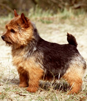 Norwich Terrier Information, Bilder, Preis