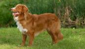 Nova Scotia Duck Tolling Retriever Information, Bilder, Preis