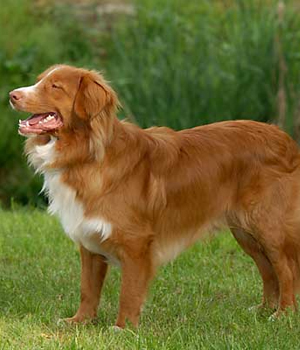 Nova Scotia Duck Tolling Retriever Information, Bilder, Preis