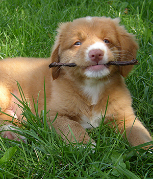 Nova Scotia Duck Tolling Retriever Information, Bilder, Preis