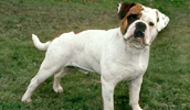 Olde English Bulldogge Information, Bilder, Preis