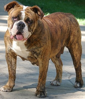 Olde English Bulldogge Information, Bilder, Preis