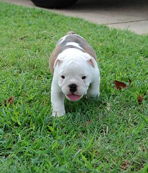 Olde English Bulldogge Information, Bilder, Preis