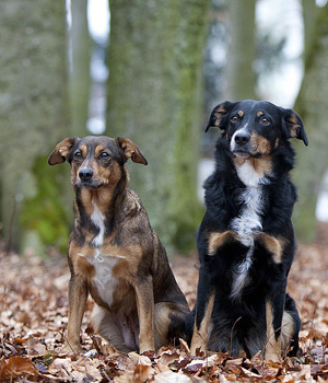 Osterreichischer Pinscher Information, Bilder, Preis