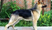 Osteuropäischer Schäferhund Information, Bilder, Preis