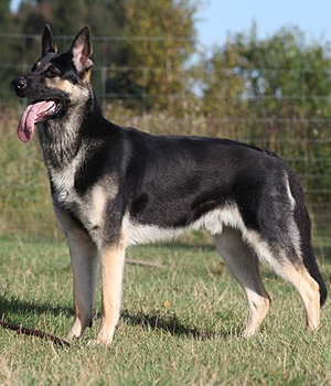 Osteuropäischer Schäferhund Information, Bilder, Preis