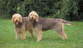 Otterhound Information, Bilder, Preis