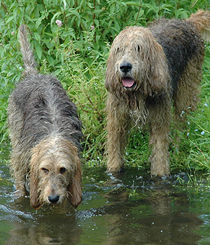 Otterhound Information, Bilder, Preis