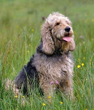 Otterhound Information, Bilder, Preis