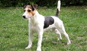 Parson Russell Terrier Information, Bilder, Preis