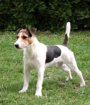 Parson Russell Terrier Information, Bilder, Preis