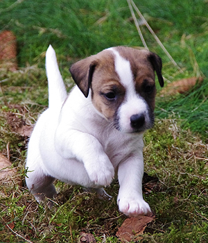 Parson Russell Terrier Information, Bilder, Preis