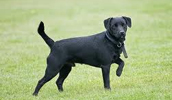Patterdale Terrier Information, Bilder, Preis
