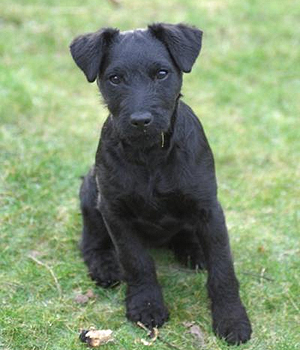 Patterdale Terrier Information, Bilder, Preis