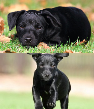 Patterdale Terrier Information, Bilder, Preis