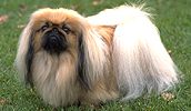 Pekingese Information, Bilder, Preis