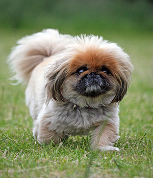 Pekingese Information, Bilder, Preis