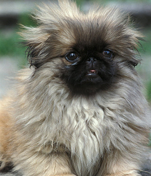 Pekingese Information, Bilder, Preis