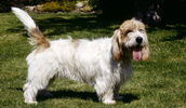 Petit Basset Griffon Vendeen Information, Bilder, Preis