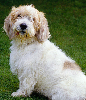 Petit Basset Griffon Vendeen Information, Bilder, Preis