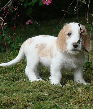 Petit Basset Griffon Vendeen Information, Bilder, Preis