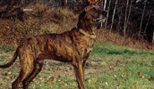 Plott Hound Information, Bilder, Preis