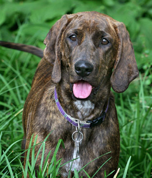 Plott Hound Information, Bilder, Preis