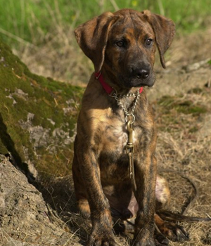 Plott Hound Information, Bilder, Preis