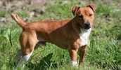 Plummer Terrier Information, Bilder, Preis